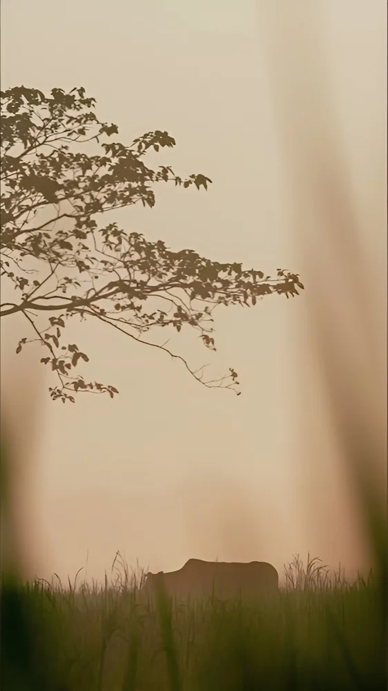 Thumbnail for A winter morning fog day reel